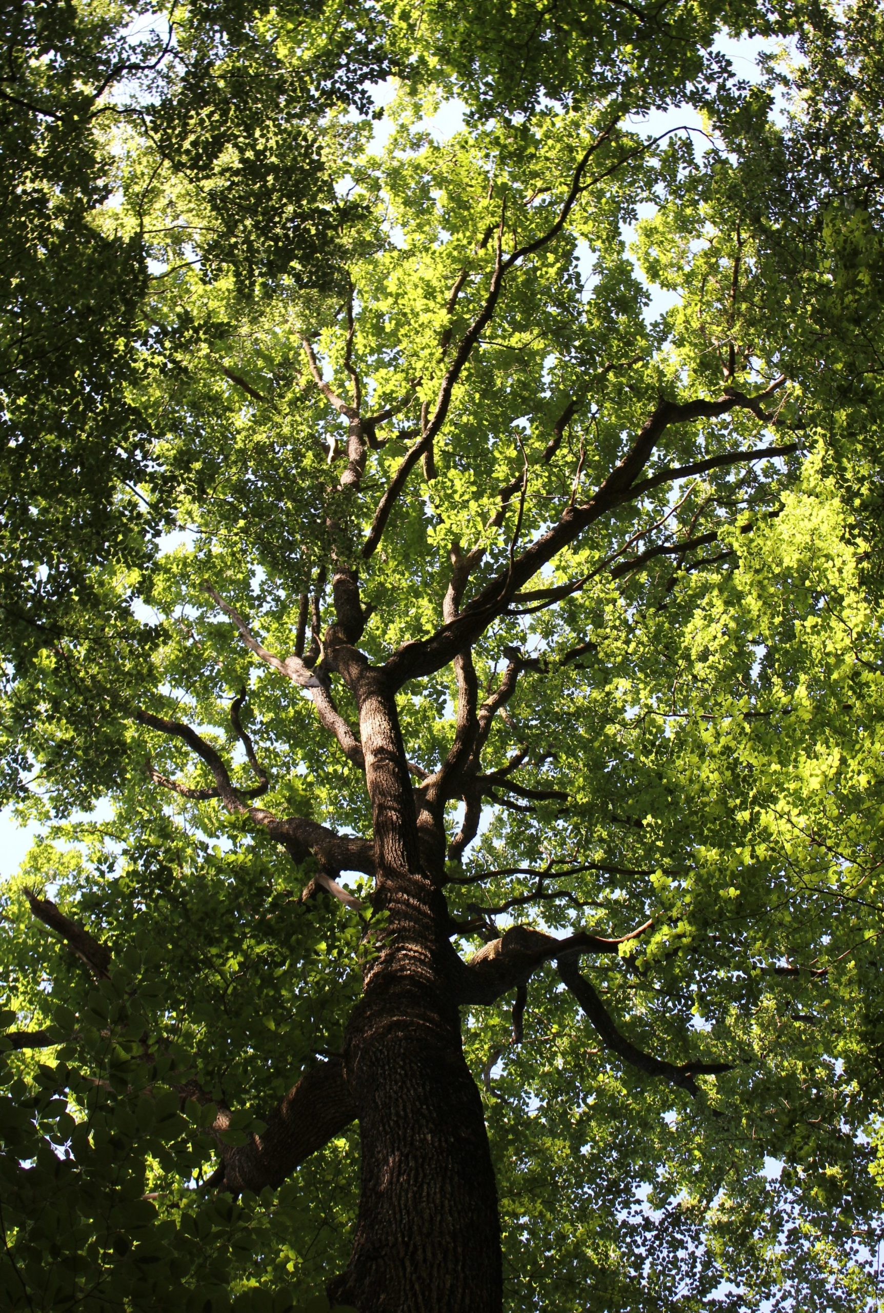 La filière forêt-bois française : une filière d'avenir - Fibois France