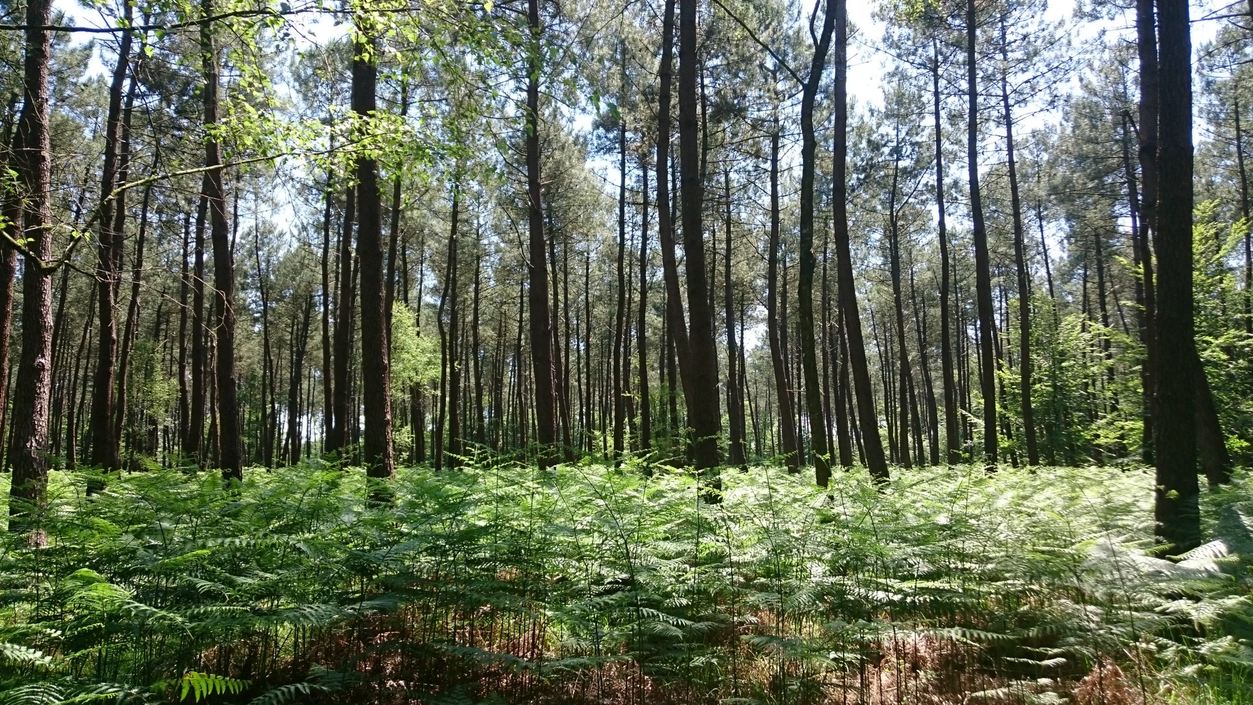 Lancement des Assises de la forêt et du bois