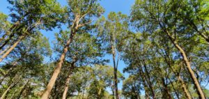 Appel à candidature « Campagne de communication filière forêt-bois »